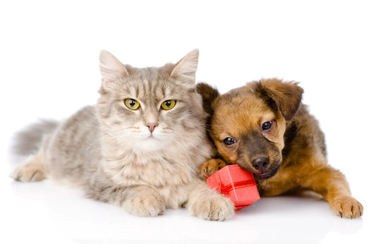cat gift 