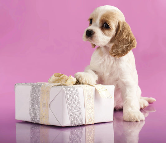 Dog Birthday Gift