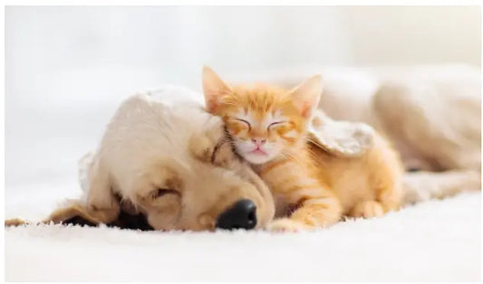 cat gift