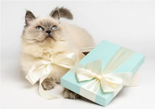 Cat Gifts