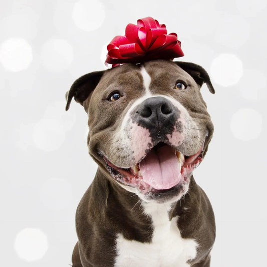 dog gift box