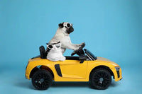 Dog in a pet carrier ready for travel