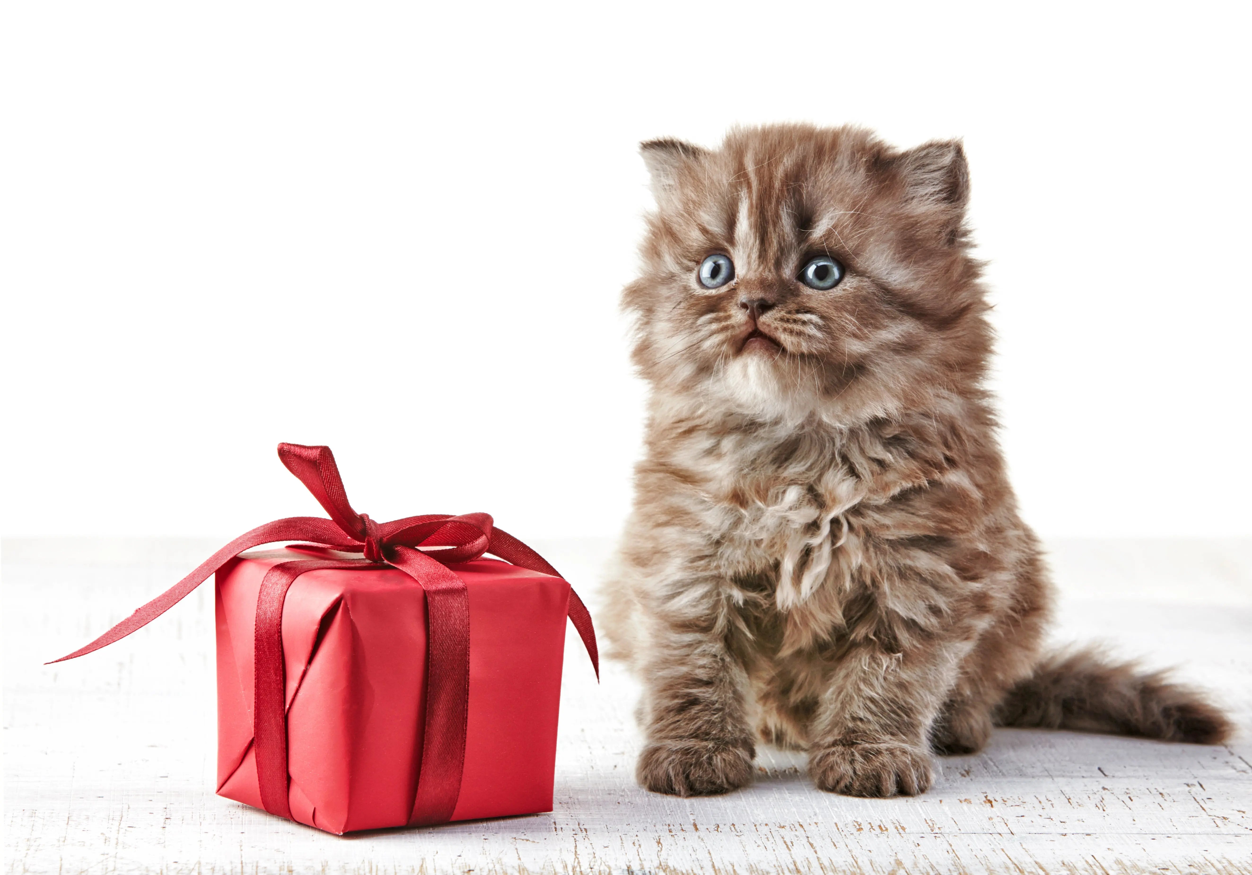 Purr-fect Cat Gift Boxes filled with toys and treats, ideal for cat lovers in Australia