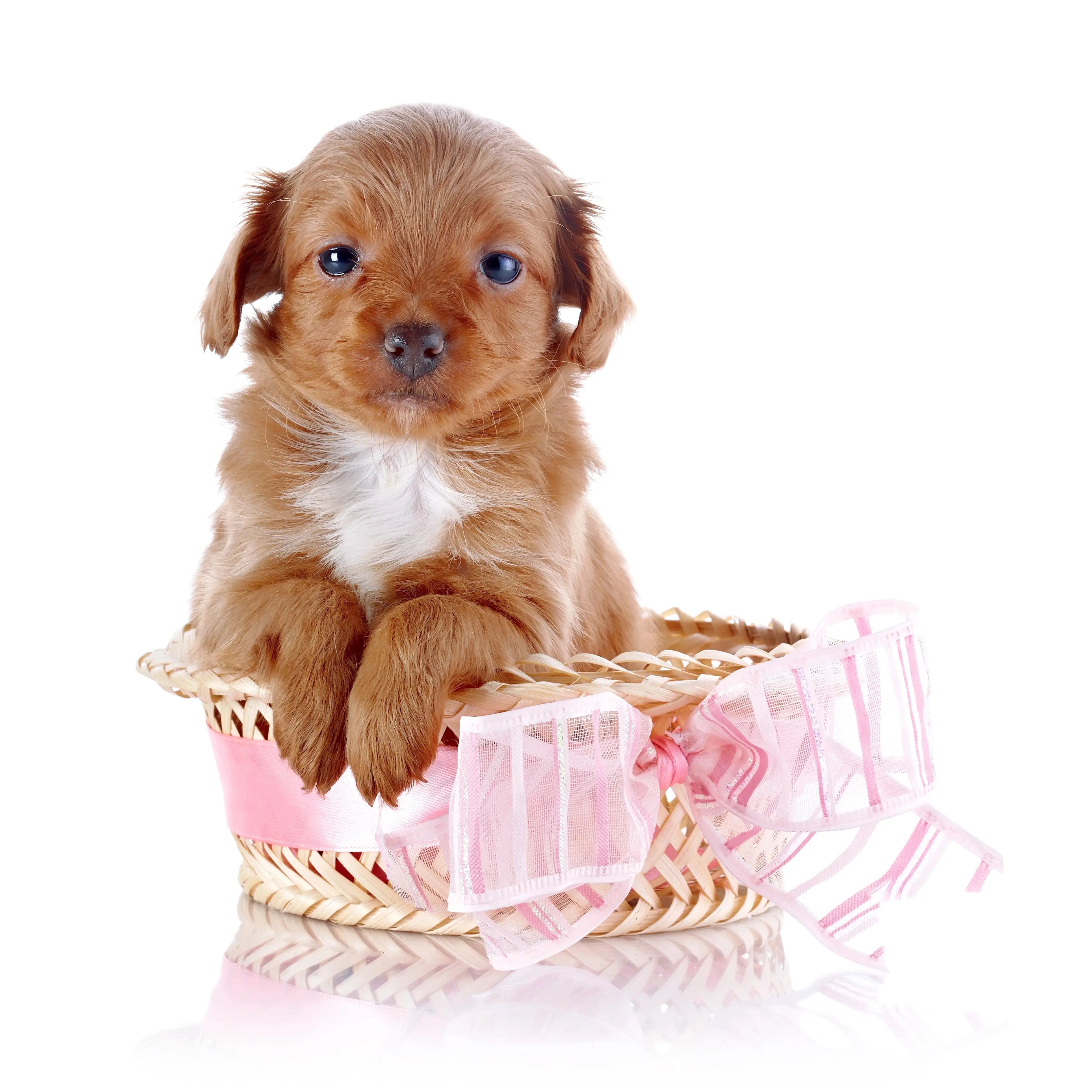 Dog with Plush Toy and Treats