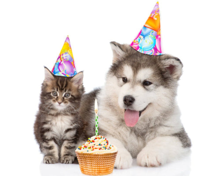 Cat and dog celebrating a party with party hats and a cupcake